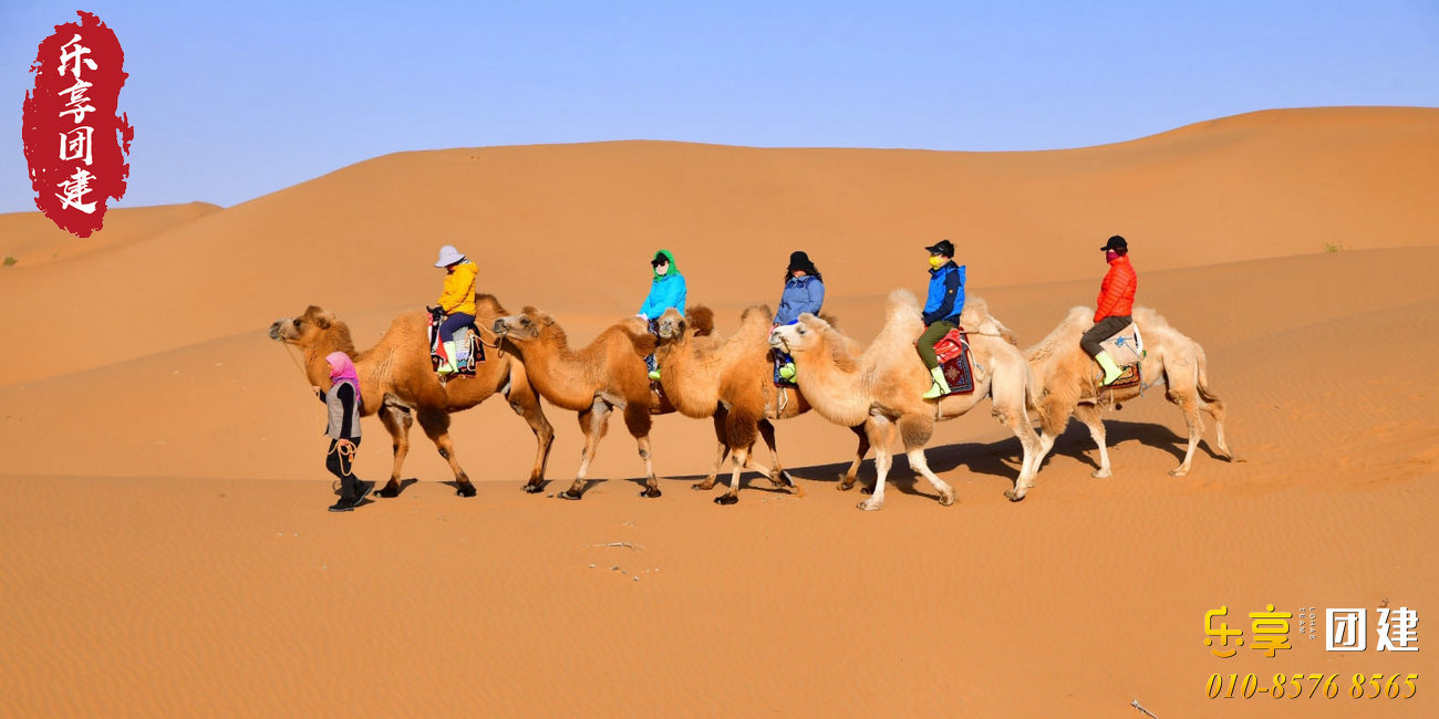 沙漠骆驼团建活动